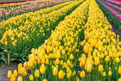 Scenic view of yellow tulip flowers on field