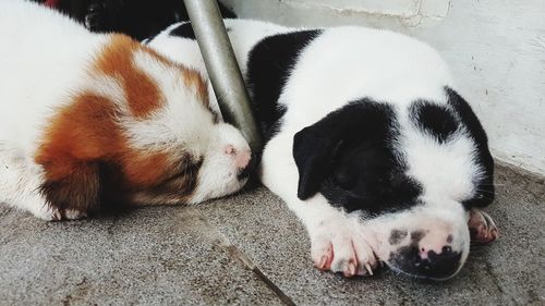 High angle view of puppy sleeping