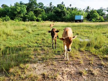 Cows on field by road