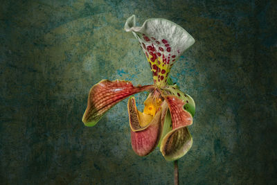 Close-up of red berries on wall