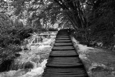 Boardwalk amidst trees in forest