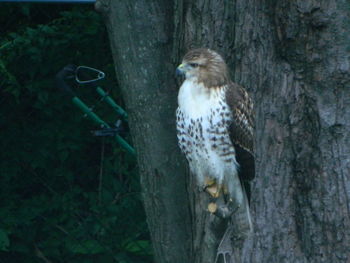 Bird perching on wood