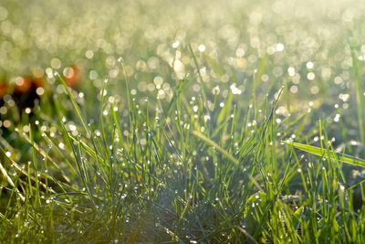 Close-up of wet grass on field during rainy season