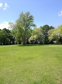 Trees on field against sky