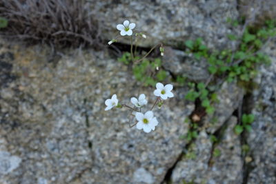 Close-up of white flowers