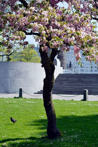 View of bird on tree