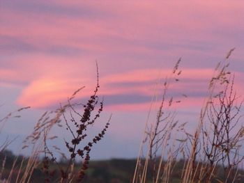 Plants at sunset