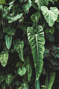 High angle view of fresh green leaves on field