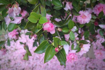 Close-up of pink flowers blooming outdoors