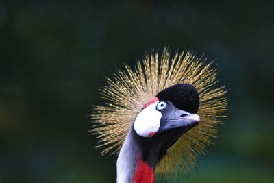 Close-up of bird against blurred background