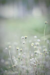 Close-up of flowers blooming in field