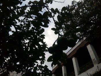 Low angle view of silhouette tree against building