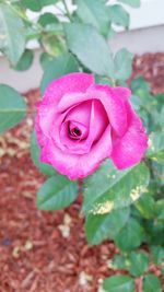 Close-up of pink rose