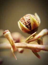 Close-up of flowers against blurred background