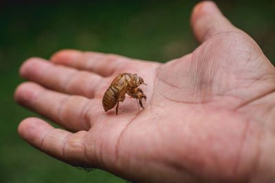 Cropped image of hand holding small insect