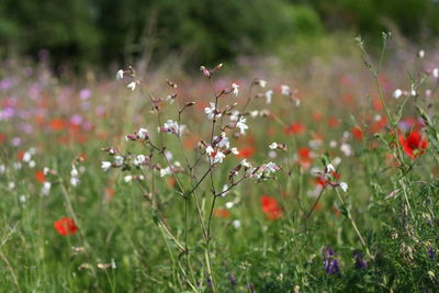 Close-up of flowers