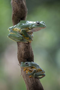 Close-up of a lizard on branch