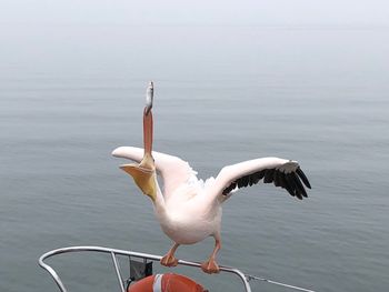 Seagull flying over lake