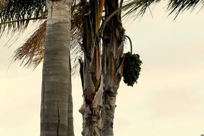 Low angle view of tree against sky
