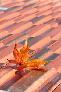 High angle view of dry maple leaf on sidewalk