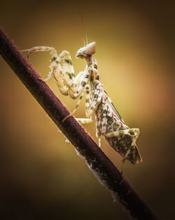 Defensive pose of praying mantis on a twig