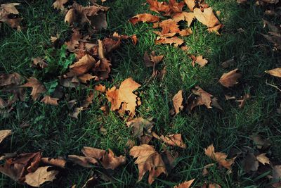 High angle view of dry maple leaves on land