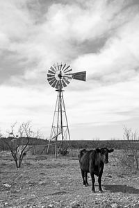 Texas windmill and black steer