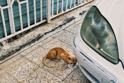 Cat lying down in car