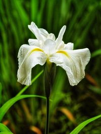 Close-up of white flowering plant