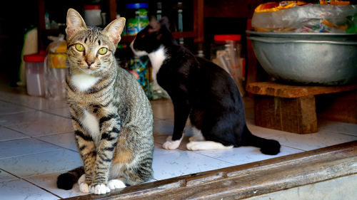 Cats sitting on table