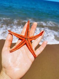 Close-up of hand holding crab on beach