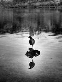 High angle view of bird perching on a lake