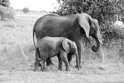 Elephant grazing on field