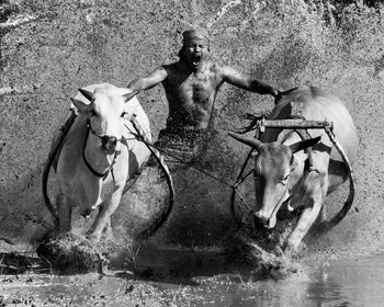 View of man and two cows splashing in water