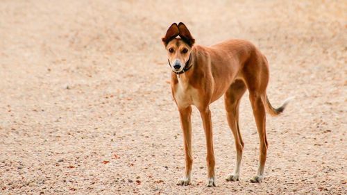 Portrait of dog standing outdoors