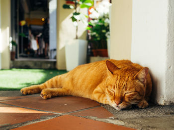 Cat sleeping