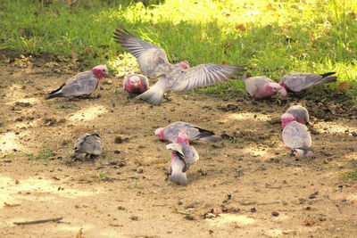 Galahs on field