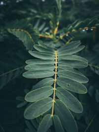 Close-up of plant leaves