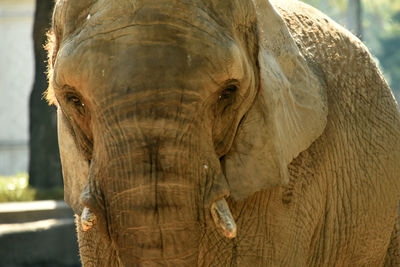 Close-up of elephant