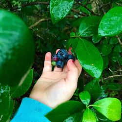 Close-up of hand holding fruit