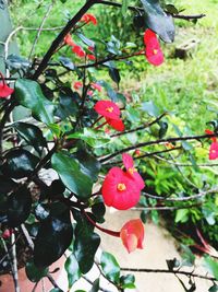 Close-up of red flower growing on tree