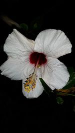 Close-up of white hibiscus blooming against black background