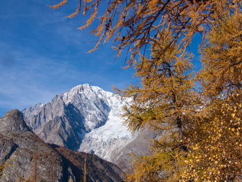 Snowcapped mountain with trees in foreground