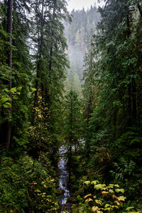 Scenic view of forest