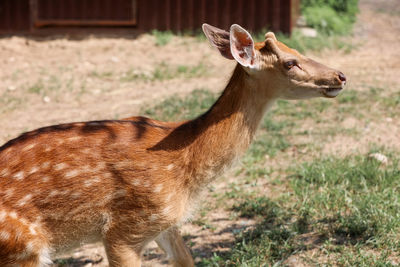 Deer standing on field