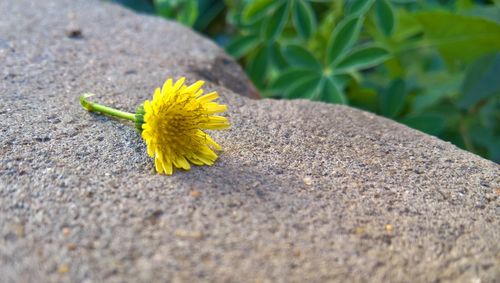 High angle view of yellow flower