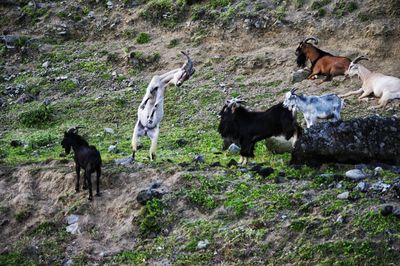 Horses on field against mountain