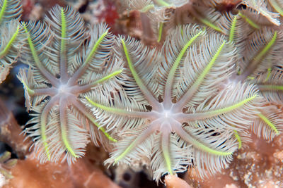 Full frame shot of leaves