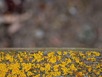 Close-up of yellow flowering plant