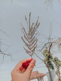 Close-up of hand holding plant against clear sky